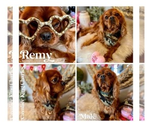Cavalier King Charles Spaniel Puppy for sale in SPRING BRANCH, TX, USA