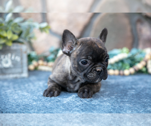 Medium Photo #6 French Bulldog Puppy For Sale in MILLERSBURG, OH, USA