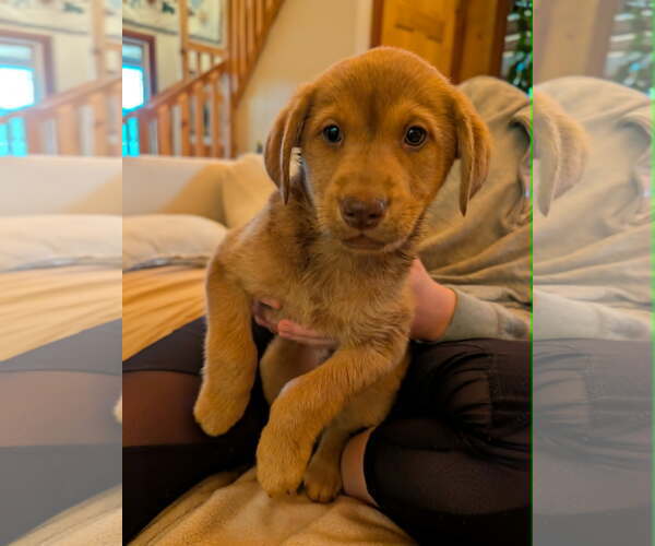 Medium Photo #3 Australian Shepherd-Unknown Mix Puppy For Sale in Mechanicsburg, PA, USA