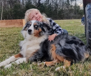 Mother of the Australian Shepherd puppies born on 08/04/2026