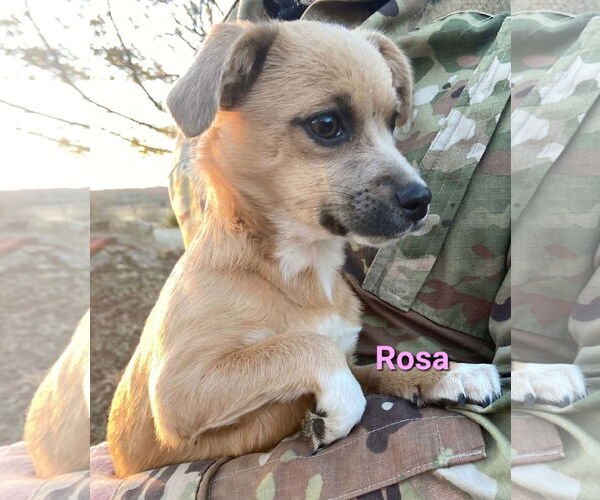 Medium Photo #4 Chiweenie Puppy For Sale in Des Moines, IA, USA