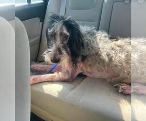 Lynard - Male Great Dane-Poodle (Standard) Mix Dog for Adoption - Photo #6