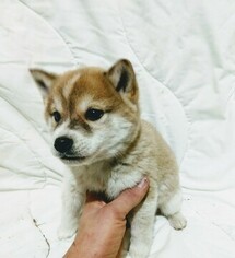 Shiba Inu Puppy for sale in GOSHEN, IN, USA