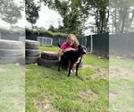 Small #27 Labrador Retriever Mix