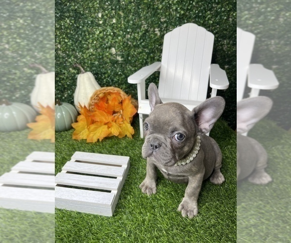 Medium Photo #23 French Bulldog Puppy For Sale in LOS ANGELES, CA, USA