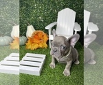 Small Photo #23 French Bulldog Puppy For Sale in LOS ANGELES, CA, USA