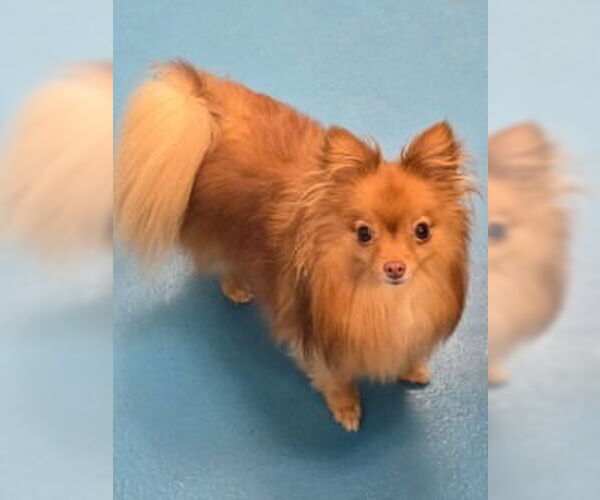Medium Photo #1 Pomeranian-Unknown Mix Puppy For Sale in Muskegon, MI, USA
