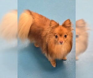 Pomeranian-Unknown Mix Dogs for adoption in Muskegon, MI, USA