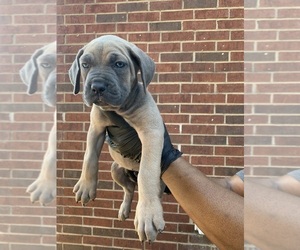 Cane Corso Puppy for sale in ALLEN, TX, USA