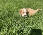 Puppy Ranger Cock-A-Poo