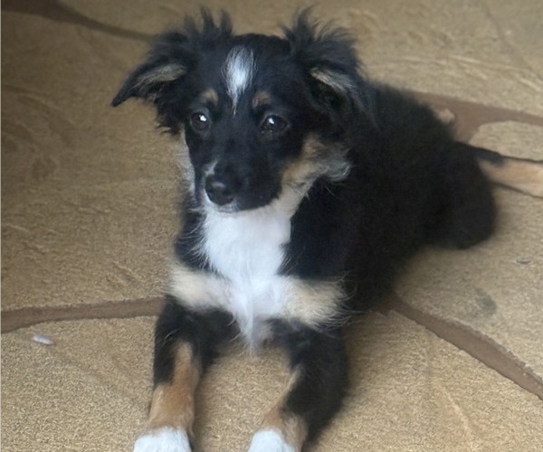 Medium Photo #28 Miniature Australian Shepherd Puppy For Sale in FORT MYERS, FL, USA