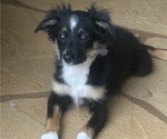 Small #27 Miniature Australian Shepherd