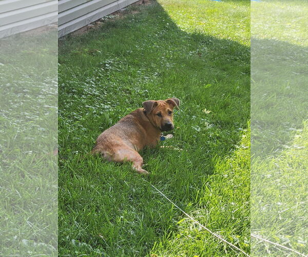 Medium Photo #1 Shepradors Puppy For Sale in Princeton, MN, USA