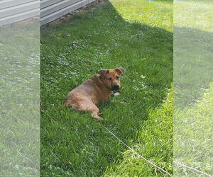 Shepradors Dogs for adoption in Princeton, MN, USA