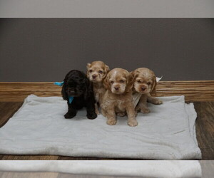 Cocker Spaniel Puppy for sale in STONEFORT, IL, USA