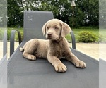 Small #4 Labrador Retriever