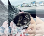 Small Pekingese