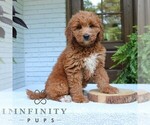 Small Goldendoodle (Miniature)