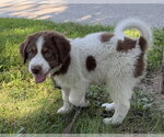 Small #1 Australian Shepherd Mix