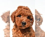 Small #24 Goldendoodle mix (+ Poodle Miniature)