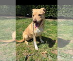Small #1 American Staffordshire Terrier-Labrador Retriever Mix