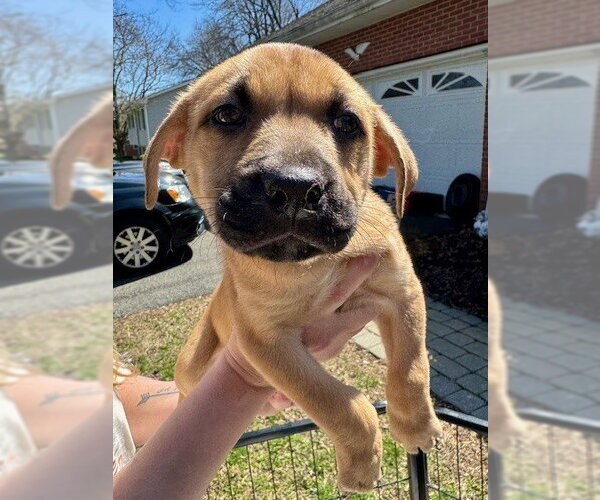 Medium Photo #10 Labrottie Puppy For Sale in Brewster, NY, USA