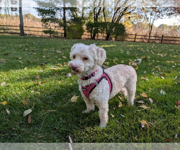 Medium Photo #2 Poodle (Miniature) Puppy For Sale in Mundelein, IL, USA