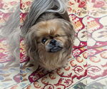 Small #6 Pekingese