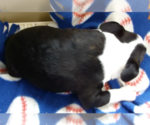 Small #1 Boston Terrier