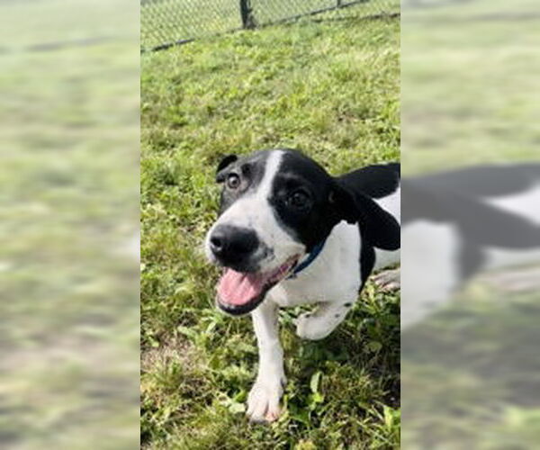 Medium Photo #4 Mutt Puppy For Sale in Oskaloosa, IA, USA