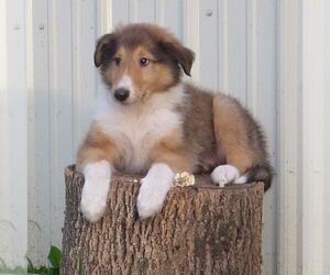 Collie Puppy for sale in FORT PLAIN, NY, USA
