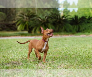 Hank - Male Mutt Dog for Adoption - Photo #9