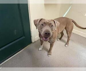 American Pit Bull Terrier Dogs for adoption in Pasadena, CA, USA