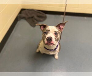 American Pit Bull Terrier Dogs for adoption in Denver, CO, USA