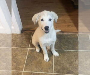 Great Pyrenees-Unknown Mix Dogs for adoption in pomfret, CT, USA