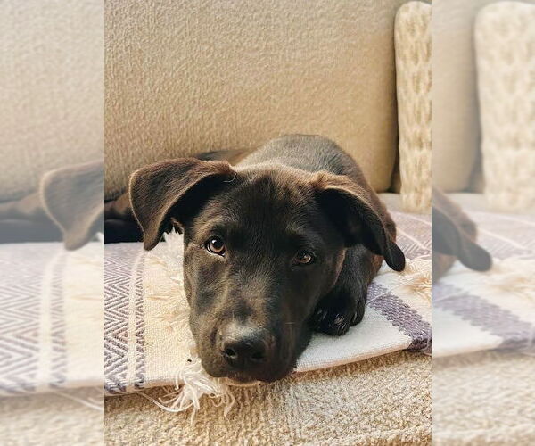 Medium Photo #7 Mutt Puppy For Sale in Minneapolis, MN, USA