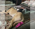 Small #6 Mastiff