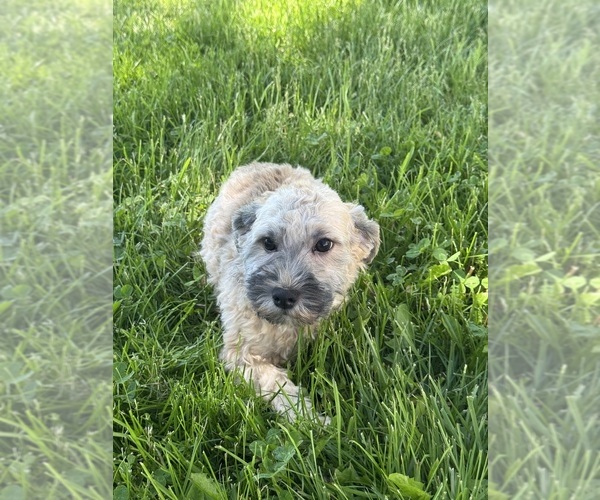 Medium Photo #2 Havanese Puppy For Sale in CANOGA, NY, USA