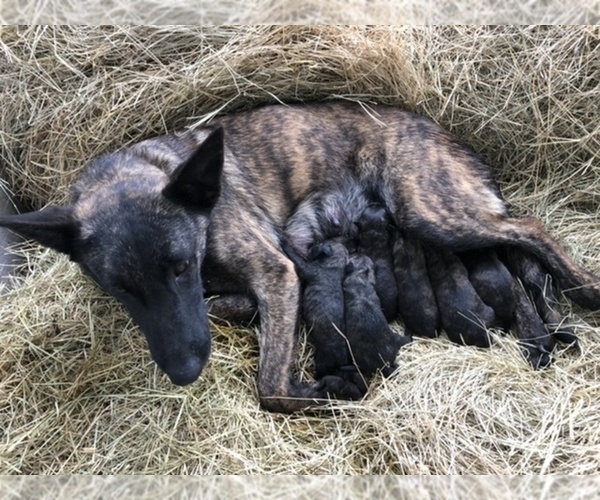 Medium Photo #1 Dutch Shepherd Dog Puppy For Sale in ALVARADO, TX, USA