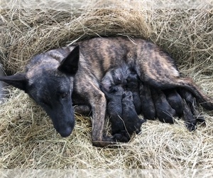 akc dutch shepherd puppies for sale