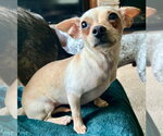 Small Chihuahua Mix