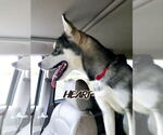 Small #7 Siberian Husky