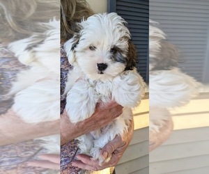 Shih Tzu-Shorkie Tzu Mix Puppy for sale in BOSTON, MA, USA
