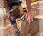 Small Photo #11 American Pit Bull Terrier-Unknown Mix Puppy For Sale in Kanab, UT, USA