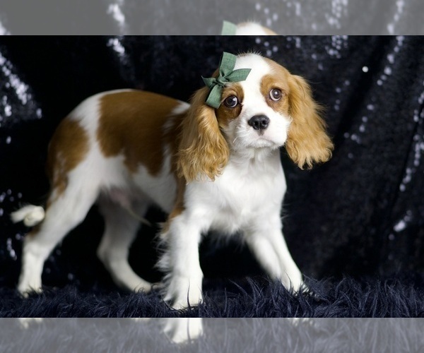 Medium Photo #39 Cavalier King Charles Spaniel Puppy For Sale in WARSAW, IN, USA