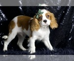 Small Photo #39 Cavalier King Charles Spaniel Puppy For Sale in WARSAW, IN, USA