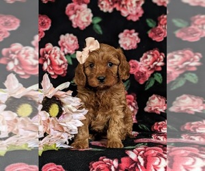 Cavapoo Puppy for sale in NOTTINGHAM, PA, USA