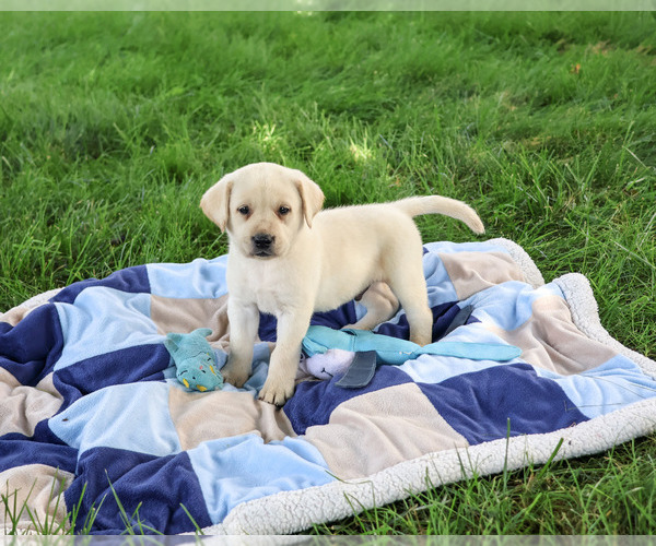 Medium Photo #1 Labrador Retriever Puppy For Sale in SYRACUSE, IN, USA