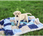 Image preview for Ad Listing. Nickname: Rosco