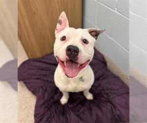 American Pit Bull Terrier-Unknown Mix Dogs for adoption in Brighton, CO, USA